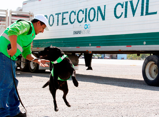 Unidad Canina de Protección Civil fortalece la reducción de riesgos en Chiapas